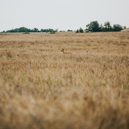 Dziki Las - Domki Na Drzewach Miłomłyn Kültér fotó